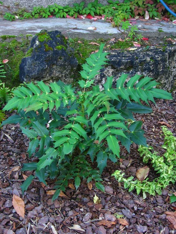 Mahonia japonica, Магония японская